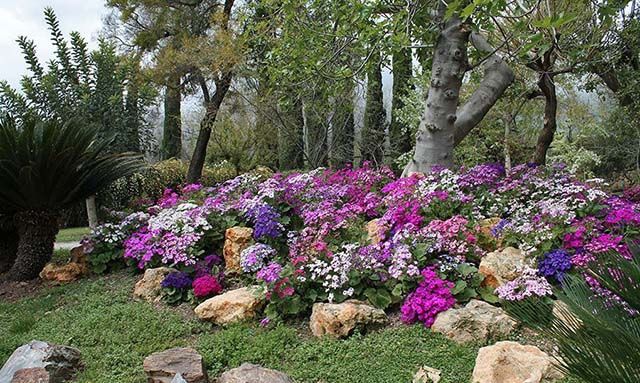 arboretum del jardín botánico de Córdoba