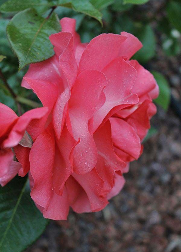 rosa fotografiada de cerca en el Jardín Botánico