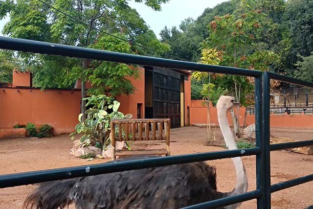 animales en el Zoo de Córdoba