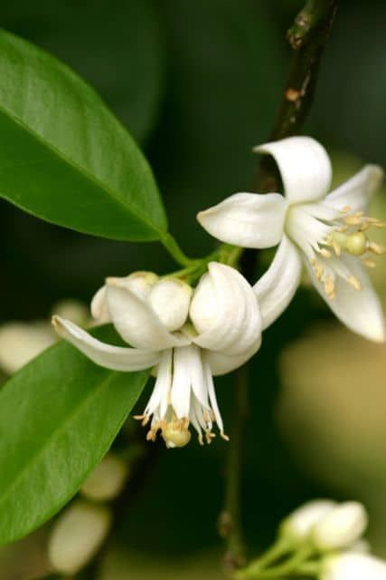 flor del azahar