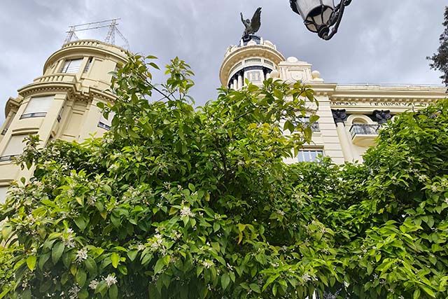 floración del azahar en los naranjos de la plaza de las Tendillas
