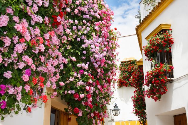 florido patio de Córdoba durante el mayo cordobés