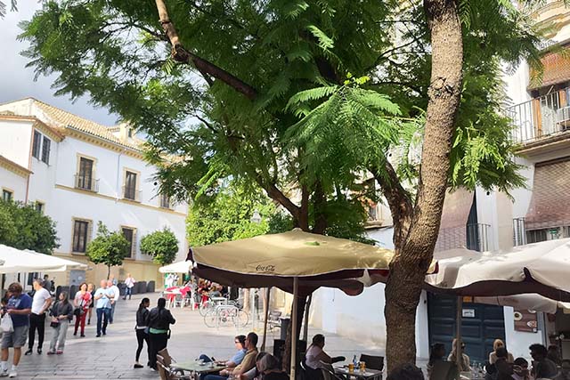 Terraza de La Esquinita en pleno casco histórico de Córdoba